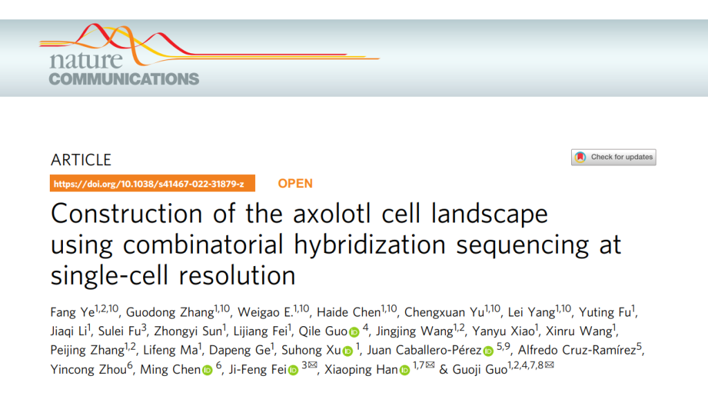 Construction of the axolotl cell landscape using combinatorial hybridization sequencing at single-cell resolution